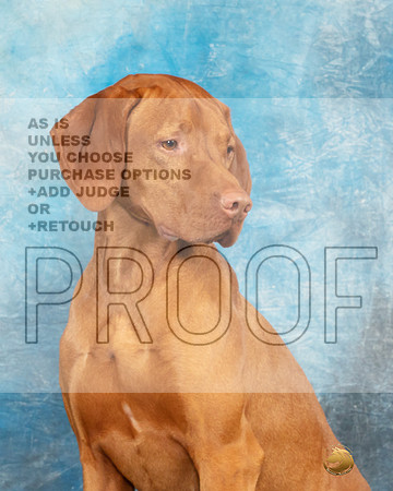 Vizsla Headshot Sat1-_MJ_9381e_Longview2023-HR3