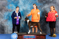 Boxer #14 WED WB BOW M Judge Cathy De La Garza