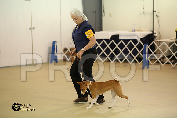 Basenji-0386-HtoJan14-HR
