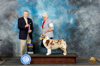Australian Shepherd #22 Sat BOB Judge David Bolus