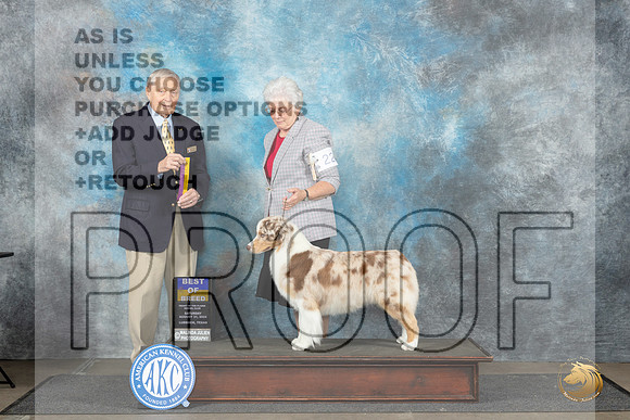 Australian Shepherd #22 Sat BOB Judge David Bolus__JP_3446_Lubbock_2024_HR3
