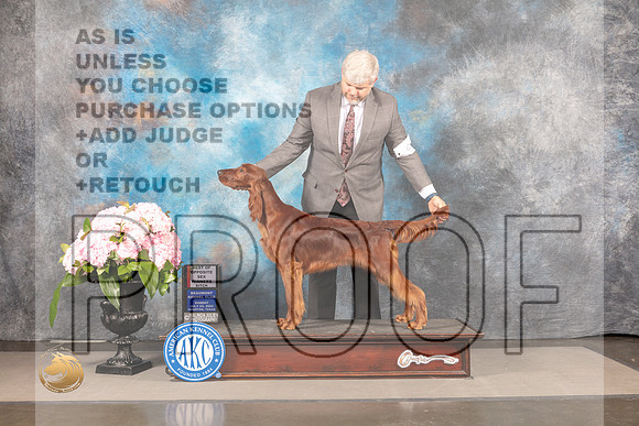 Irish Setter #8 SAT WB BOS Judge Steve Keating_MJ_8078_Houston_2022_HR3
