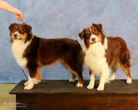 Australian Shepherd Custom Sun Kathi Linn HR Hutto Apr 2013