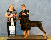 Doberman Pinscher Sat S2 Best in Show Nina Matthews Judge D McConnell HR Hutto Apr 2013