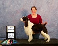 English Springer Spaniel Sat S2 New Champion Misty Reed HR Hutto Apr 2013