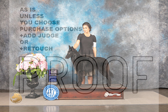 Belgian Sheepdog #26 SUN WB Major Judge Janet Fink_MJ_8147_Houston_2022_HR3