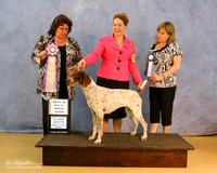 German Shorthaired Pointer Sun S2 Best in Show Jennie Dunaway Judge Barabar Marin Group 1 Judge Lynn Martin HR Hutto Apr 2013