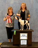 Rat Terrier Sun S1 New Champion Jennifer Ferguson Judge Lynn Martin HR Hutto Apr 2013
