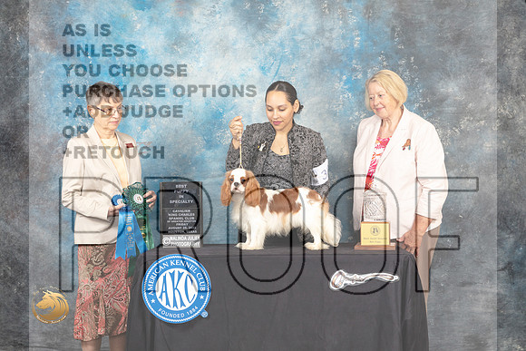 Cavalier King Charles Spaniel #32 Fri BPup Judge Donna Buxton_MJ_9683_HstnTOY_2022_HR3