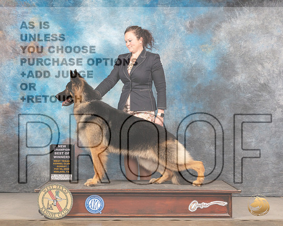 German Shepherd Dog #9 Sun BOW Judge Linda ClarkMMJ_5335_Mdlnd2022_HR3