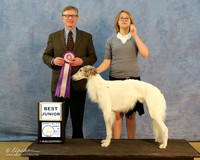 Silken Windhound Sat Specialty Best Junior Vicki Frey Judge Wayne Cavanaugh HR Hutto Apr 2013