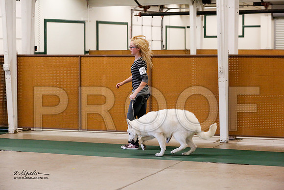 GermanShep-9551-NormNov13-HR