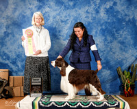 English Springer Spaniel #J601 Sun Best Junior +A2