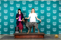 Bluetick Coonhound #102 Wed BOB Judge Diana Brumbaugh