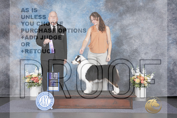 Australian Shepherd #40 Sun WB Judge Cledith Wakefield-_WP_3004e_Longview 2026HR3