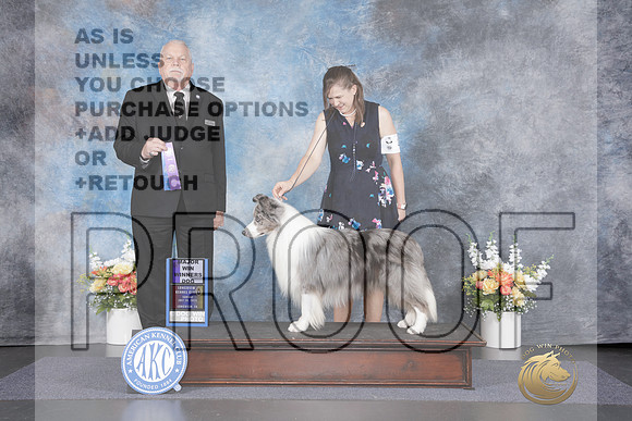 Border Collie #21 Sun WD M Judge Cledith Wakefield-_WP_3268e_Longview 2026HR3