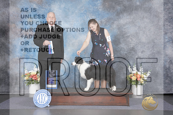 Border Collie #16 Sun WB BOW M Judge Cledith Wakefield-_WP_3272e_Longview 2026HR3