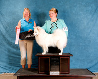 American Eskimo #114 Sat NAEDA Reserve Champ of Champs