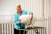 American Eskimo Sat National Show Rings