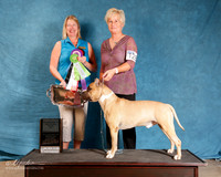 American Pit Bull Terrier #??? Sat RBIS
