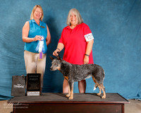 Australian Cattle Dog #127 Sat G1