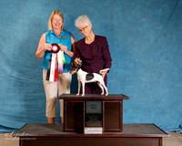 Toy Fox Terrier #??? Sat Total Dog