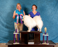 American Eskimo #120 Sat BIS