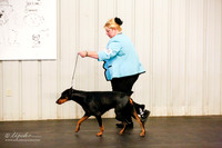 Doberman Pinscher Sat Ring