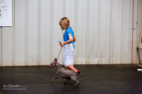 American Hairless Terrier Sat Ring