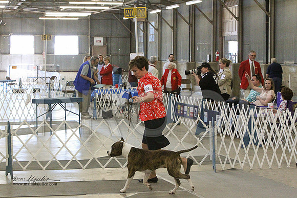 AmStaff-7075LR