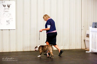 Old English Bulldogge Sat Ring