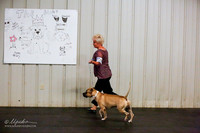 American Pit Bull Terrier Sat Ring