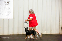 Australian Cattle Dog Sat Ring