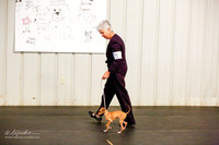 Italian Greyhound Sat Ring