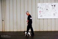 Toy Fox Terrier Sat Ring