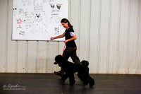 Poodle Standard Sat Ring