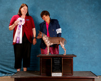American Hairless Terrier #145 Sun S1 BIS