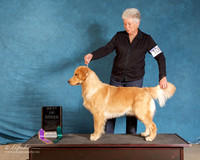 Golden Retriever #106 Sun S1 BOB