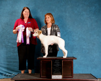 Silken Windound #108 Sun S1 BIS Puppy