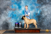 Bullmastiff #6 Sat 9121stWBBOBOHBOB Judge Sharol Candace Way
