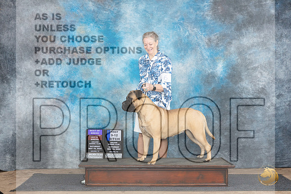 Bullmastiff #6 Sat 9121stWBBOBOHBOB Judge Sharol Candace Way__JP_9695_Abilene_2024_HR3