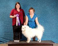 American Eskimo #120 Sun S2 RBIS