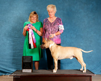 American Pit Bull Terrier #128 Sun S2 Total Dog