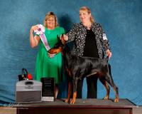 Doberman Pinscher #116 Sun S2 BIS