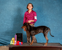 Louisiana Catahoula Leopard Dog #107 Sun Custom