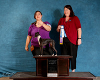 Italian Greyhound #122 Sun S2 G1