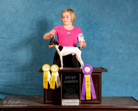 Toy Fox Terrier #124 Sun S2 Best Jr
