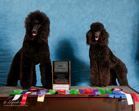 Poodle Standard #??? Sun S2 Custom