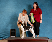 Rat Terrier #100 Sun S2 G3
