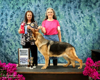 German Shepherd Dog Sat S1 Group 2 Cynthia Tidmore Judge Debbie Orwin HR Norman Apr 2013